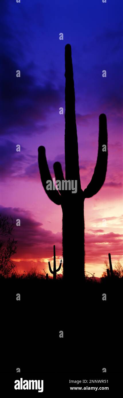 Silhouette von Saguaro cactus (Carnegiea gigantea) gegen den stimmungsvollen Himmel in der Dämmerung, Arizona, USA Stockfoto
