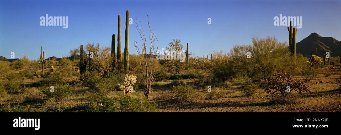 Landschaft mit Kakteen in der Wüste Stockfoto
