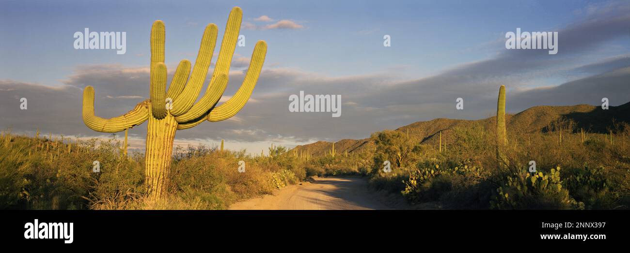 Saguarokaktus (Carnegiea gigantea) in der Wüste, Arizona, USA Stockfoto