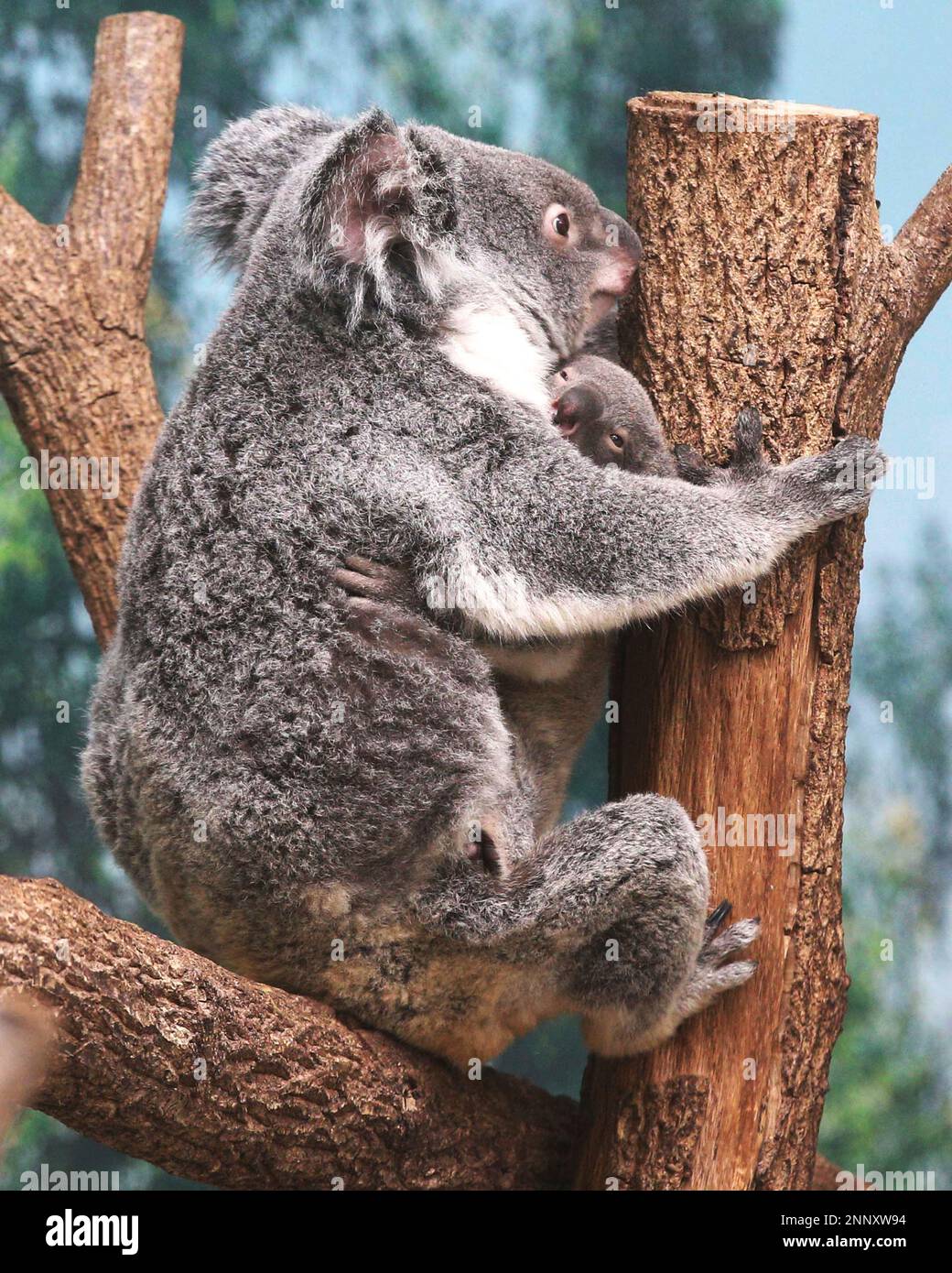 A baby koala born in June last year is hugged by his mother at Hirakawa Zoological Park, Kagoshima City, Kagoshima Prefecture, southwestern Japan, on February 10, 2021. The zoo is generally looking for names for this baby koala. ( The Yomiuri Shimbun via AP Images ) Stockfoto