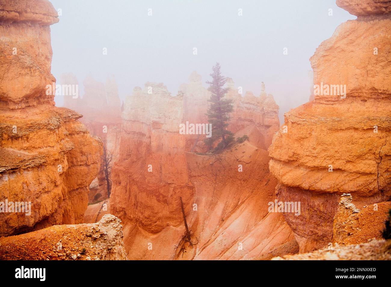 Felsformationen und Bäume im Nebel, Bryce Canyon, Utah, USA Stockfoto