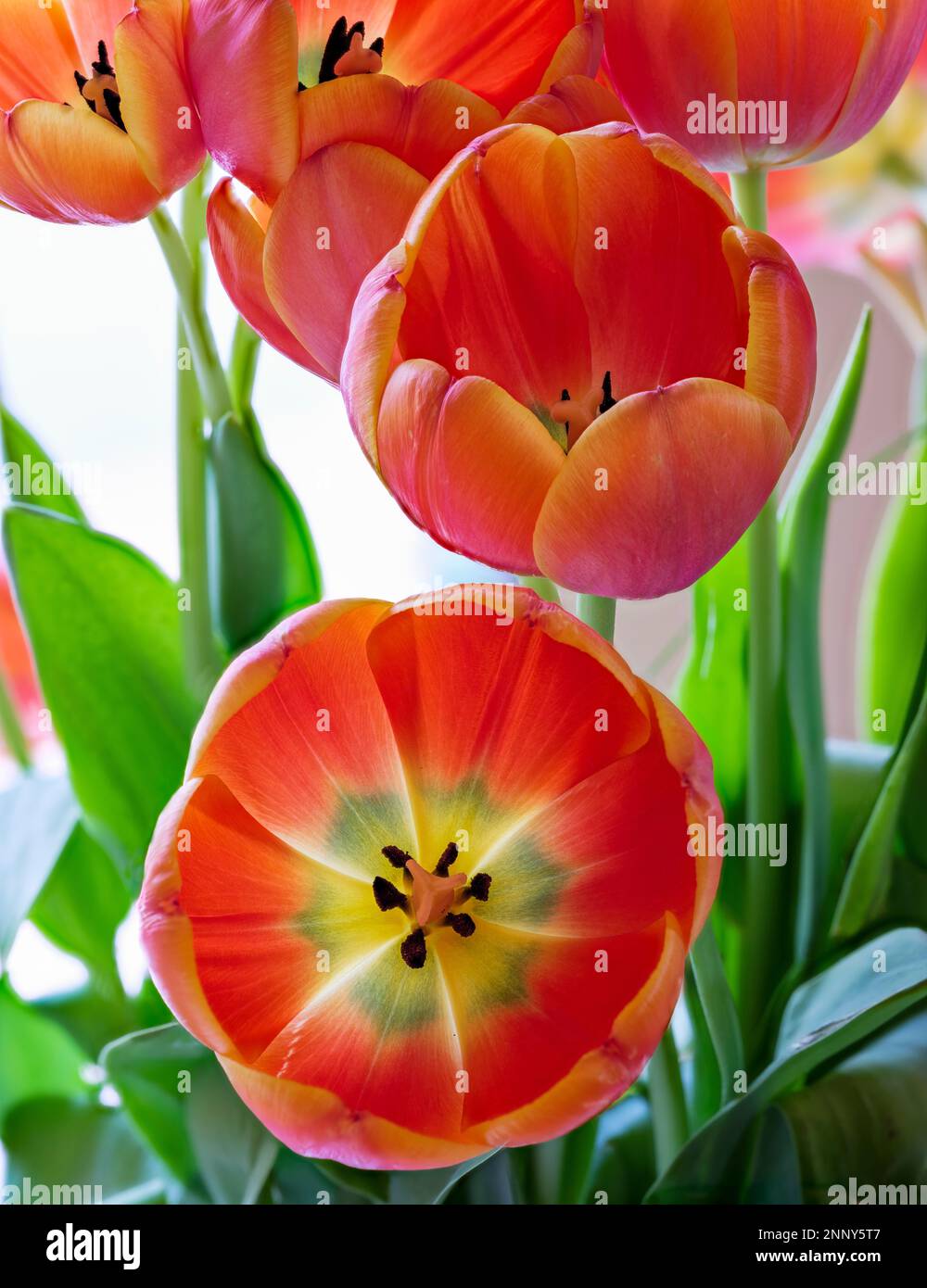 Nahaufnahme von roten Tulpen, Tucson, Arizona, USA Stockfoto