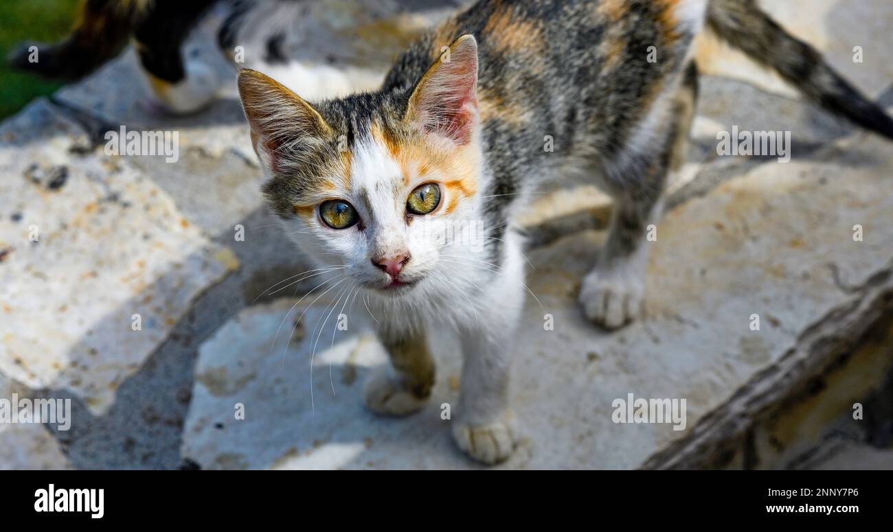 Streunende Katze, Blick in die Kamera Stockfoto