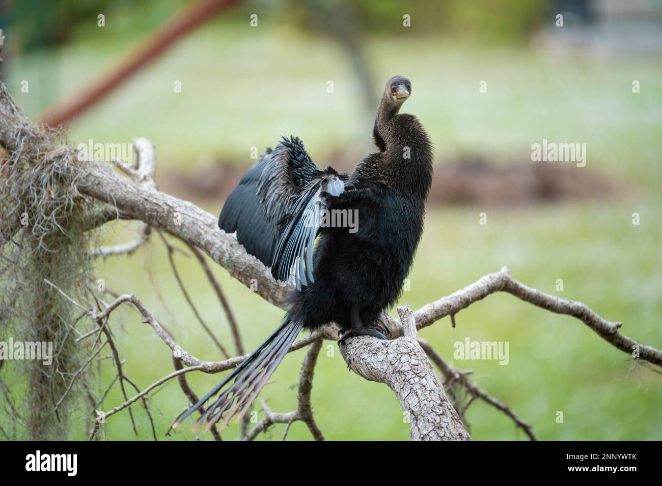 Ein großer Anhinga-Vogel ruht auf einem Ast in Florida Feuchtgebieten. Stockfoto
