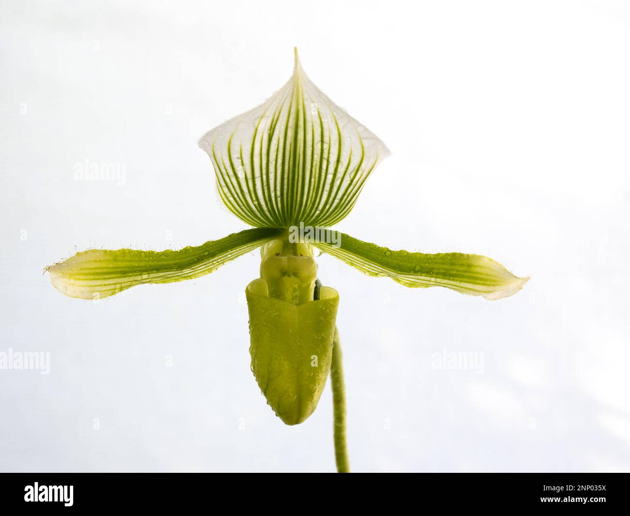 In der Nähe von Orchid vor weißem Hintergrund Stockfoto