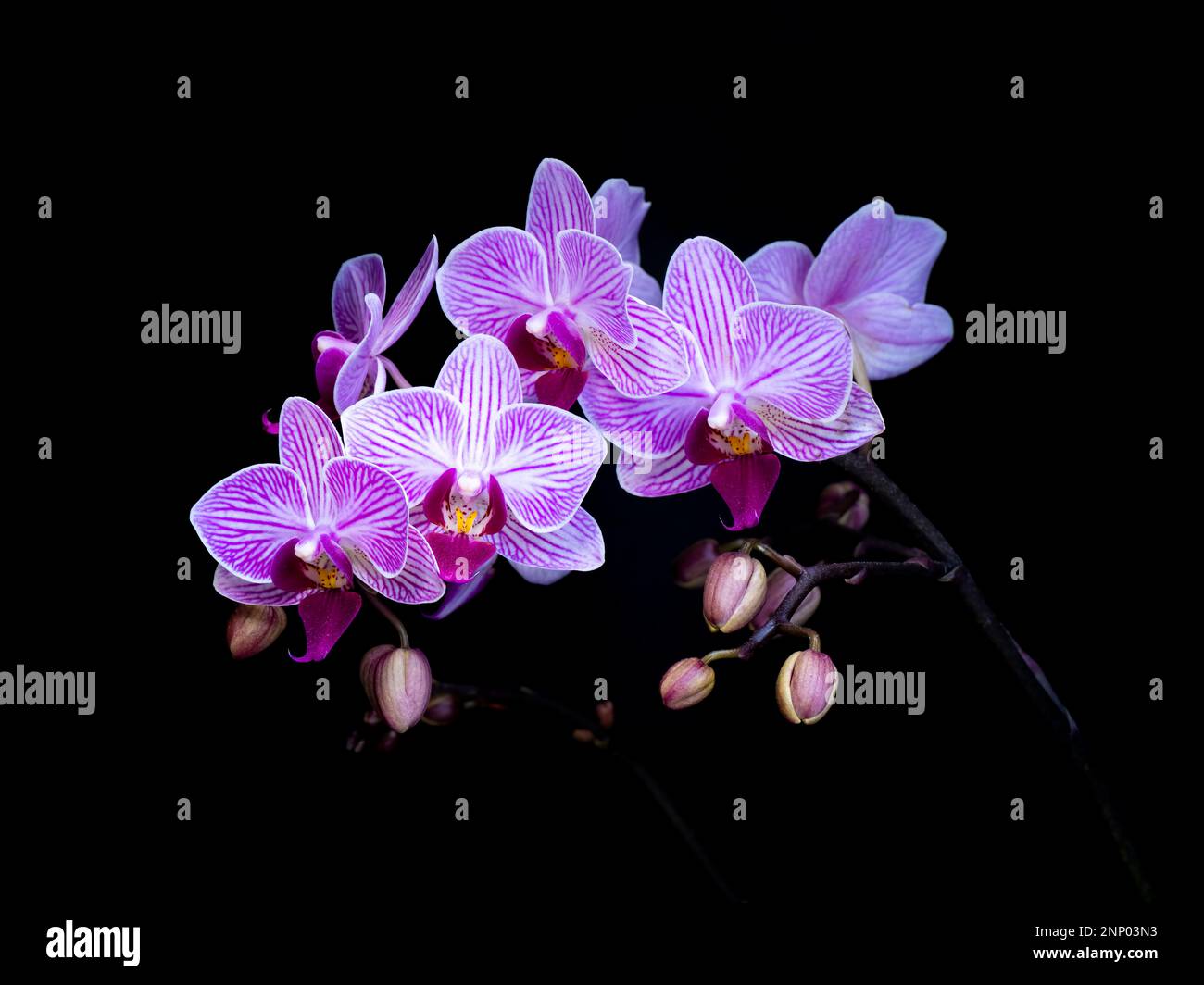 Lila Orchideen vor schwarzem Hintergrund Stockfoto