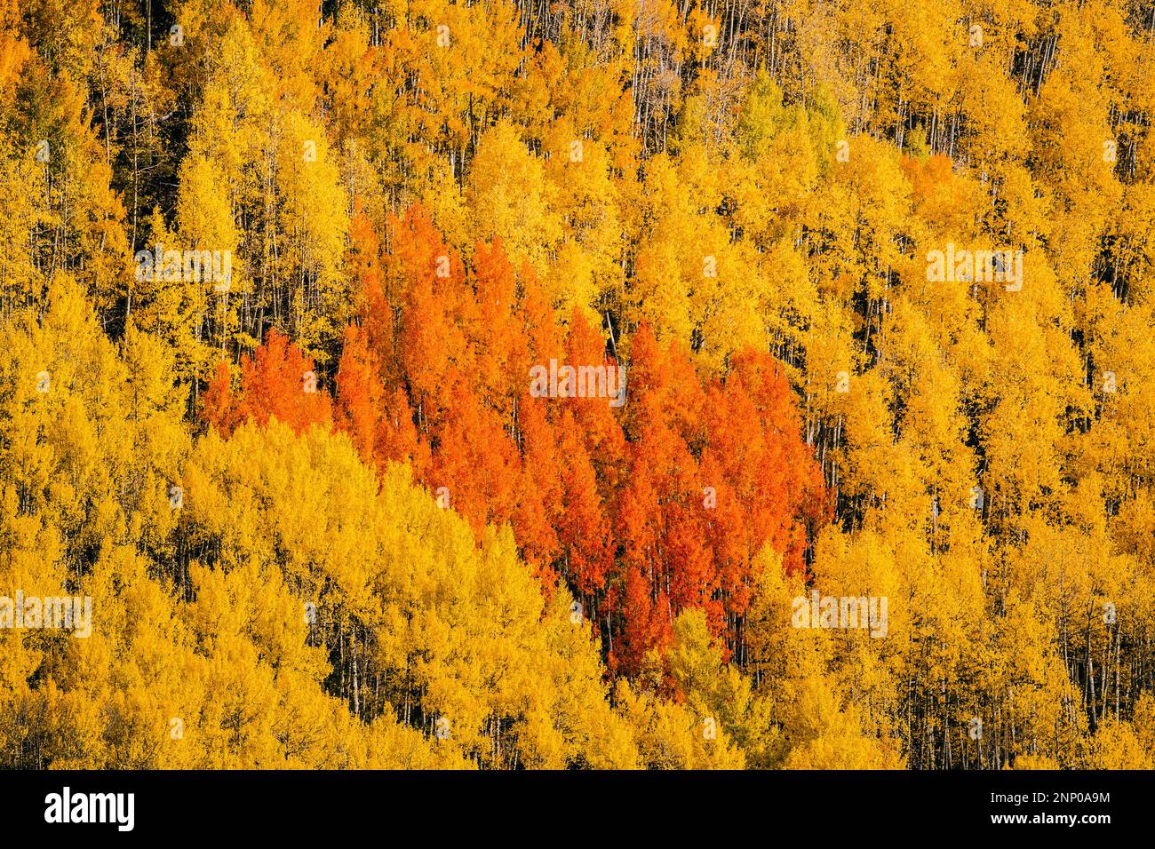 Herbstlandschaft mit Wald in Durango, Colorado, USA Stockfoto