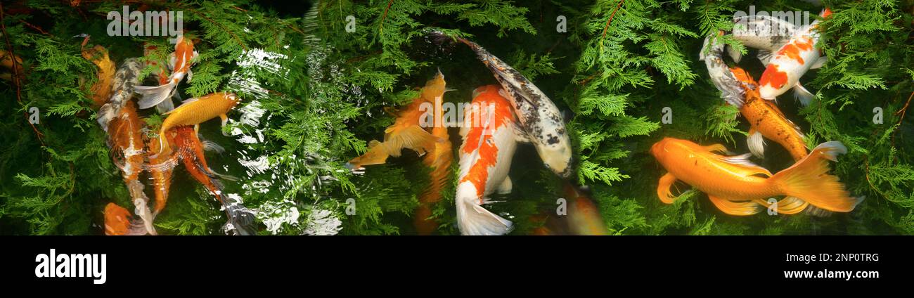 Blick auf Koi Fisch im Teich Stockfoto