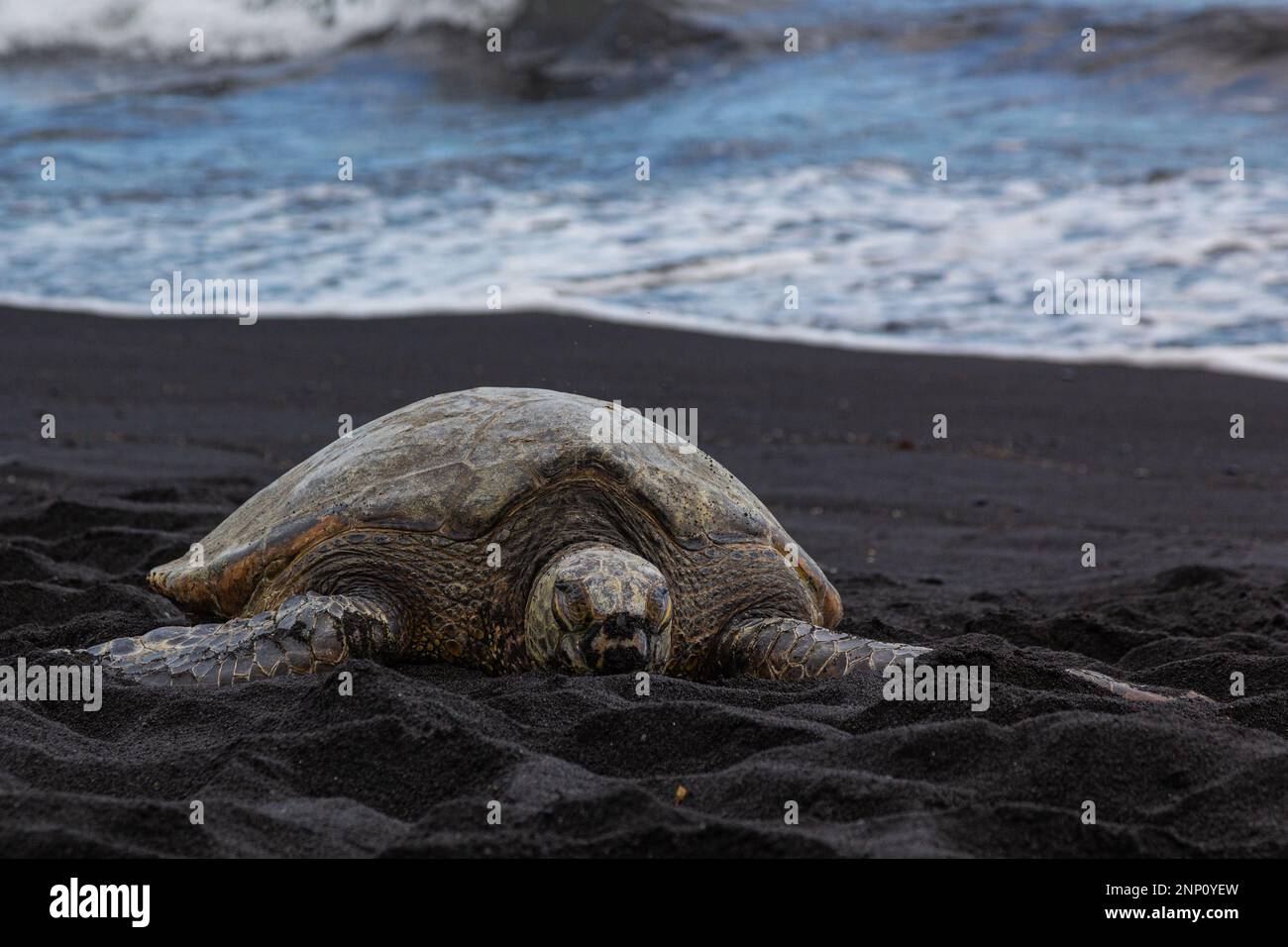 Meeresschildkröten am Punaluu Black Sand Beach - einem der berühmtesten schwarzen Sandstrände in Hawaii. Der Sand am Strand besteht aus einem kleinen, pechschwarzen Frag Stockfoto