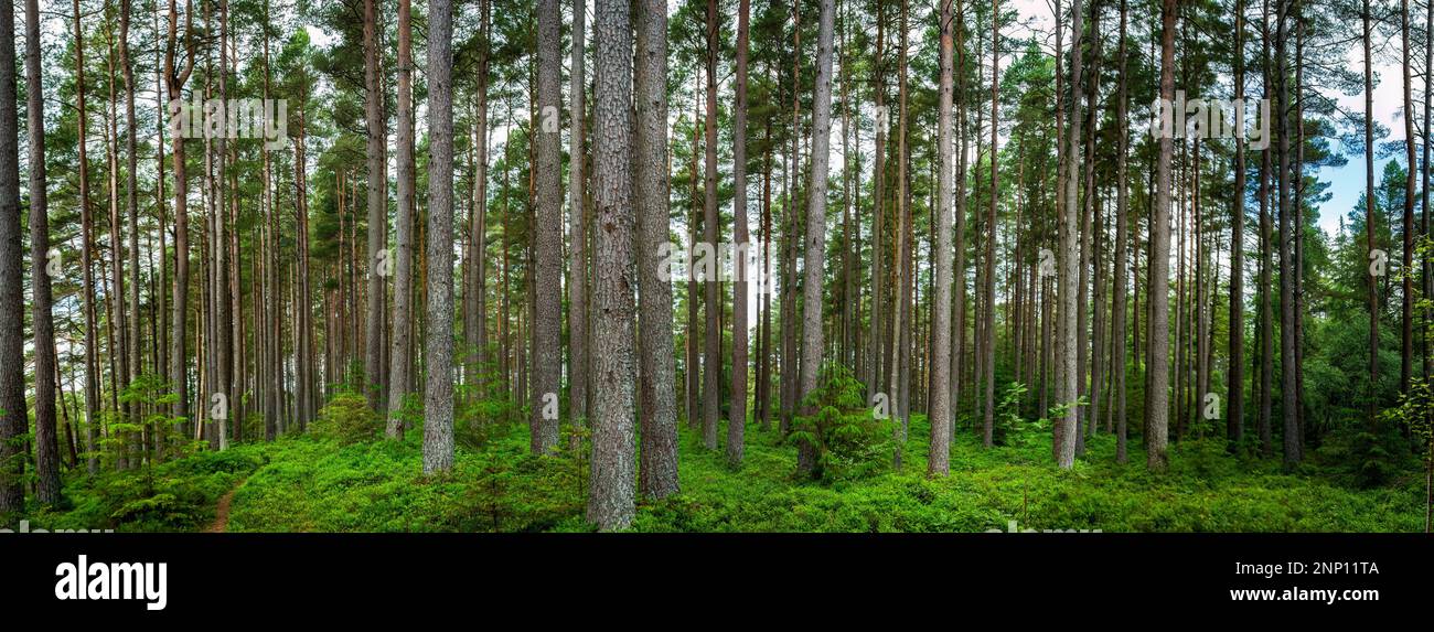 Bäume im Wald, Nadelhain, Dunkeld, Schottland, Vereinigtes Königreich Stockfoto