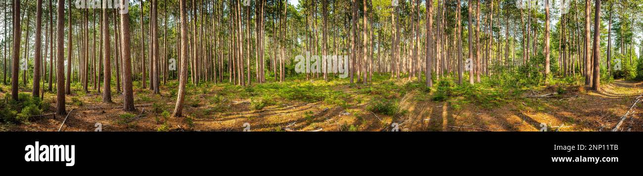 Bäume im Wald, Cathedral Pine Trails, Eustis, Maine, USA Stockfoto