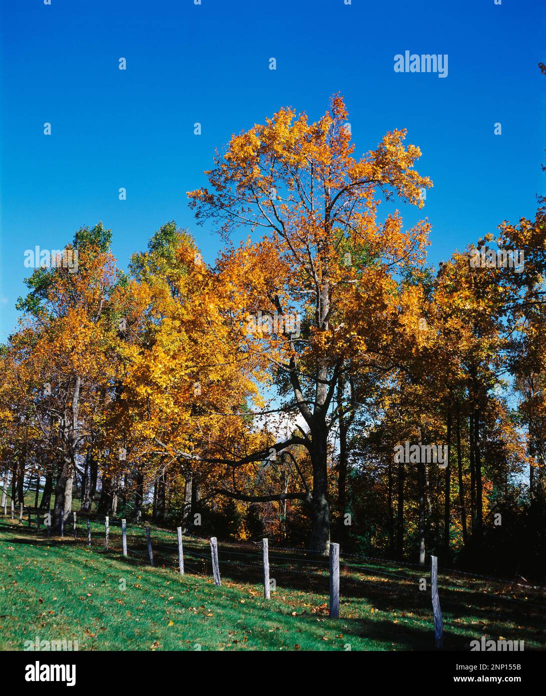 Blue Ridge Parkway über bewaldete Berge im Herbst, North Carolina, USA Stockfoto
