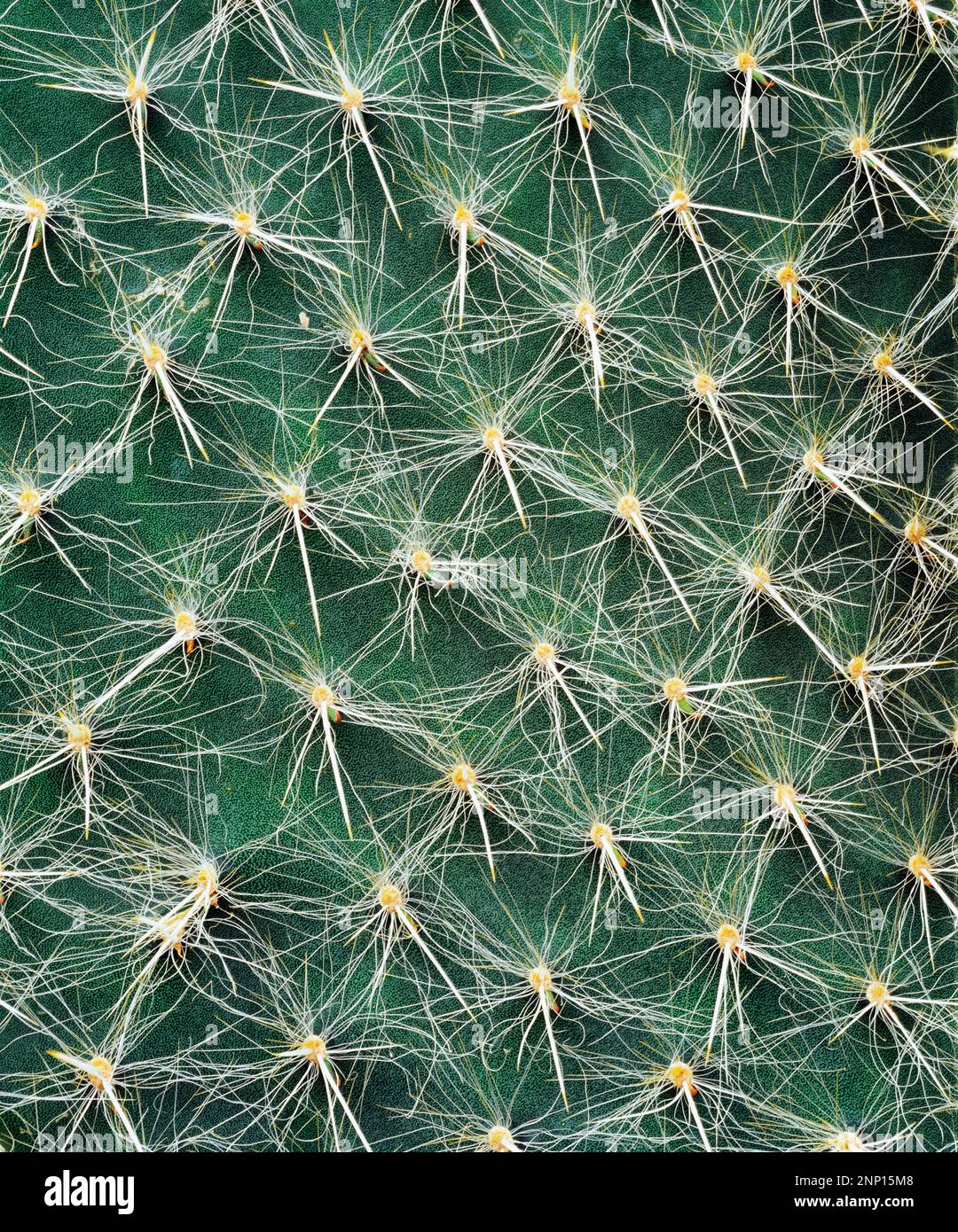 Nahaufnahme von Baobab Monkey Bread Cactus Stockfoto