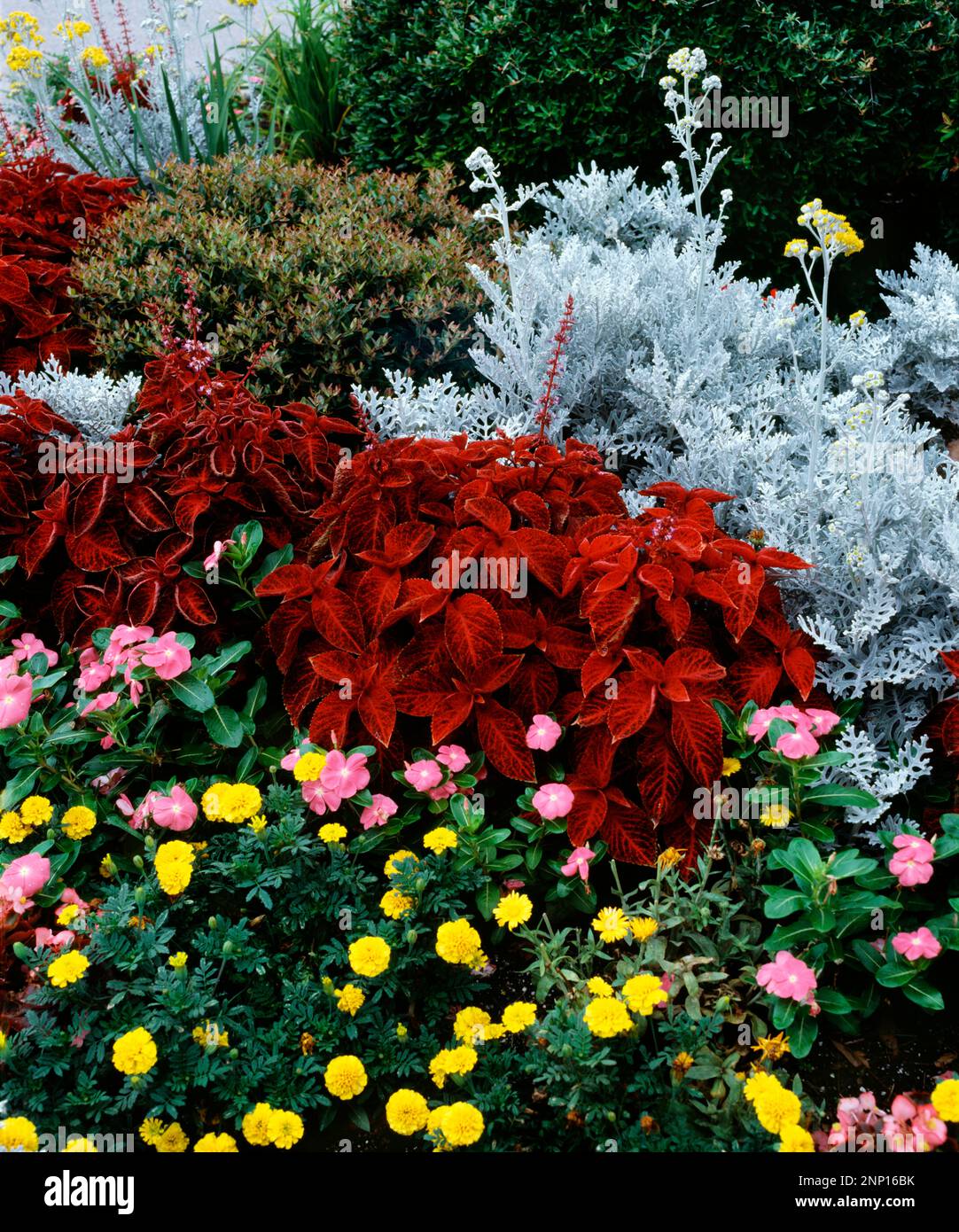 Blumen auf Saint Simon Island, Georgia, USA Stockfoto