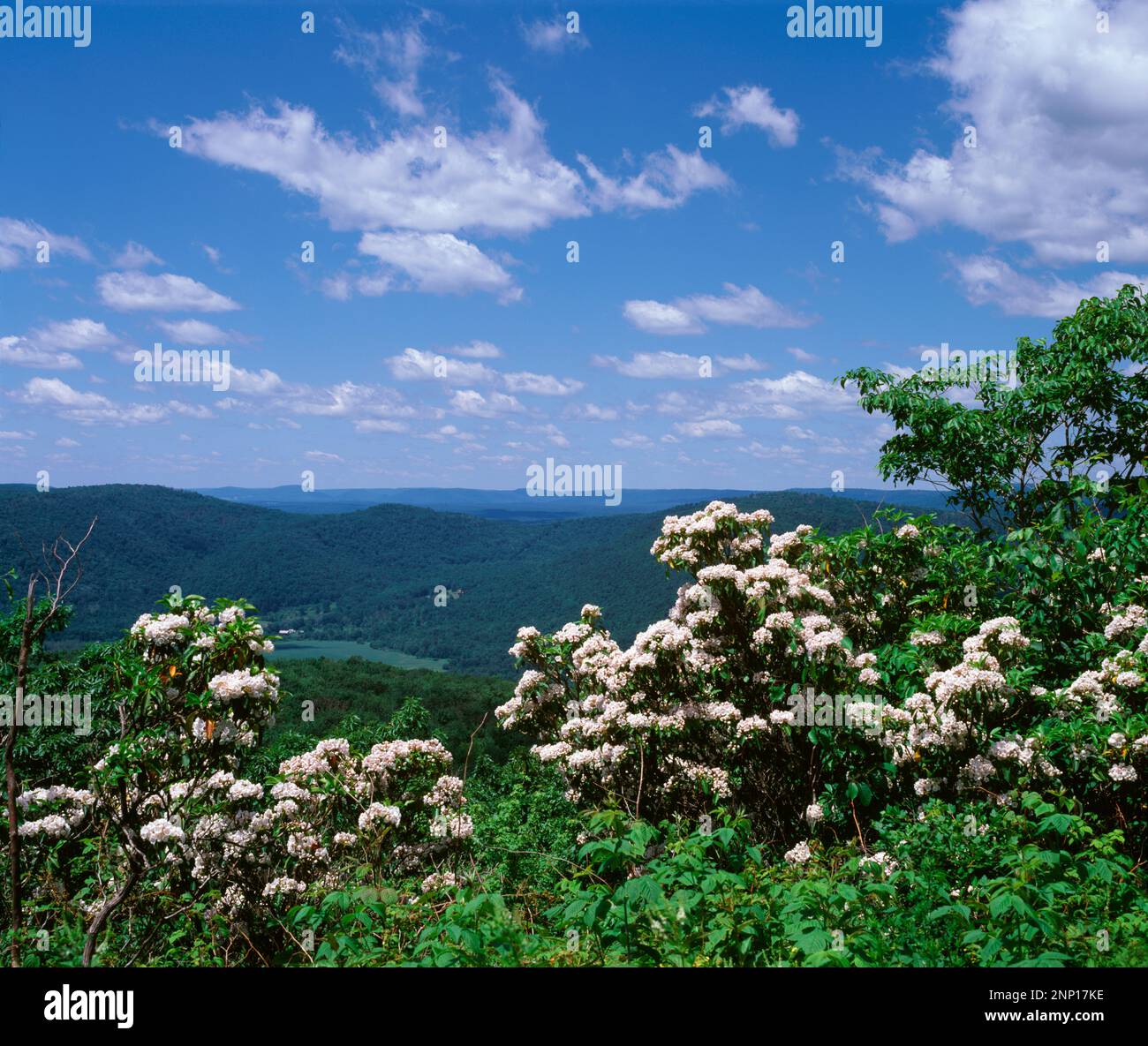 Mountain Laurel, Kalmia latifolia, High Knob Overlook, Pennsylvania, USA Stockfoto