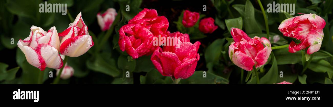 Weiß und rosa Tulpen, Skagit Valley Washington, USA Stockfoto