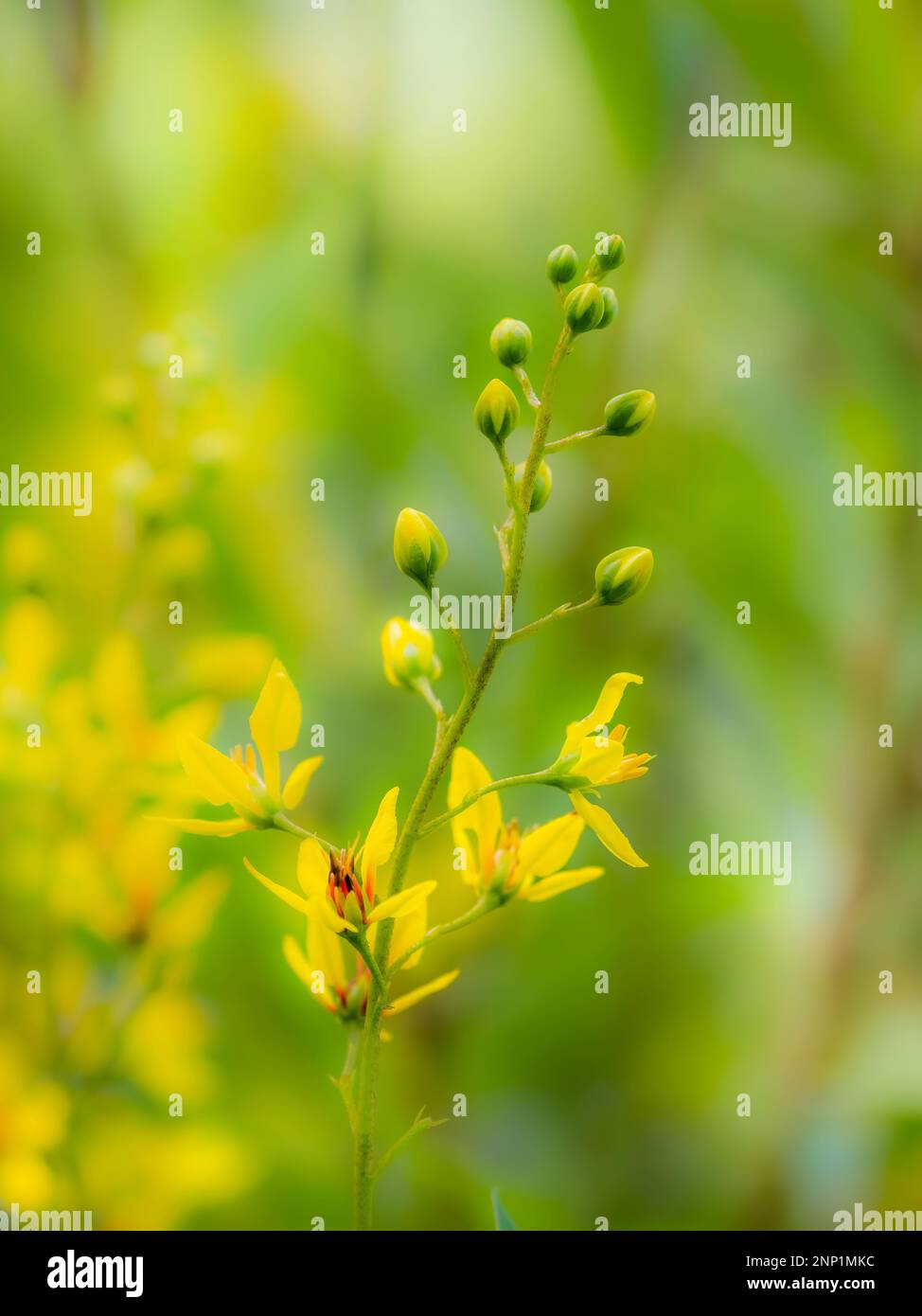 Nahaufnahme einer gelben Wildblume Stockfoto
