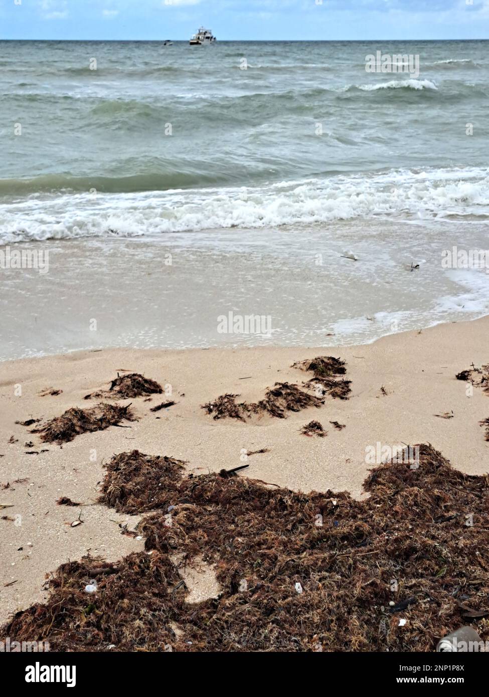 Sargassum am Strand, eine Art Seetang in der Karibik, ein ernstes Umweltproblem in Mexiko, eine Art Algenepidemie Stockfoto