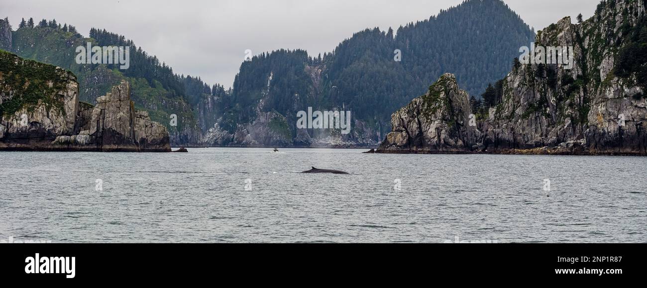 Wale in der Meeresbucht im Kenai Fjords-Nationalpark, Kenai Peninsula, Alaska, USA Stockfoto