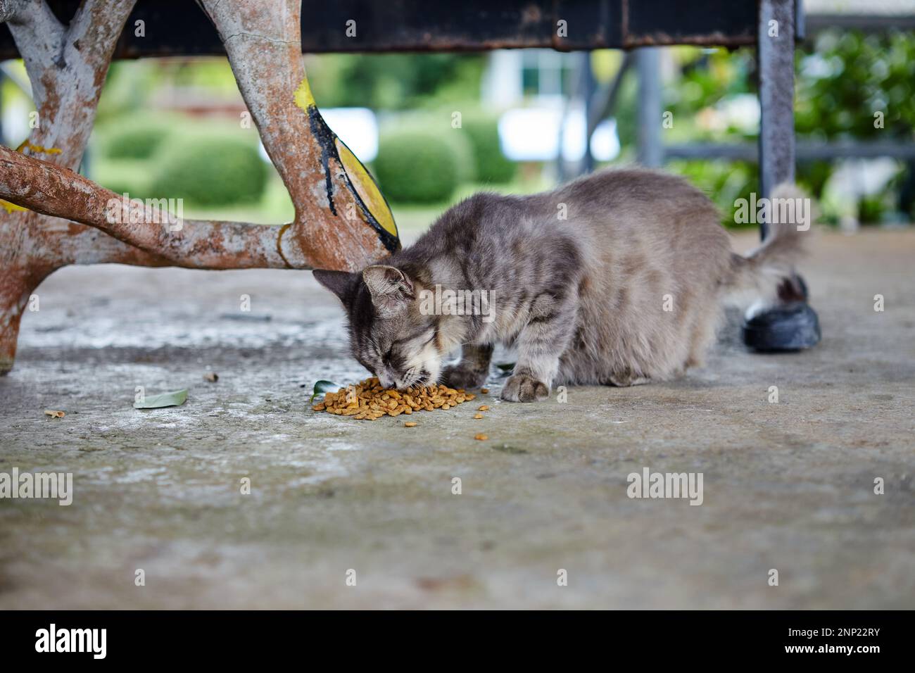 Schwangere Katze, die auf dem Zementboden isst Stockfoto
