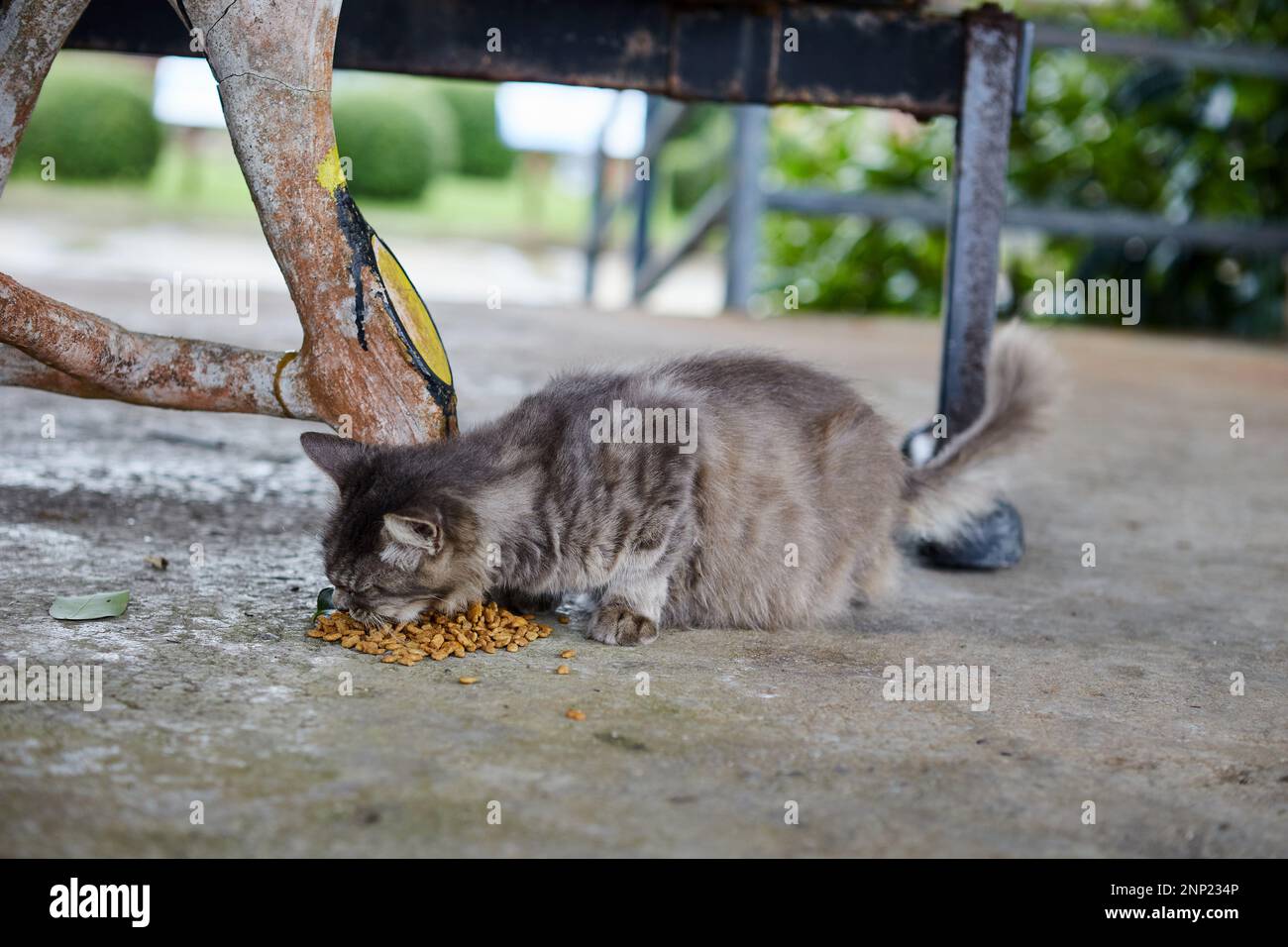 Schwangere Katze, die auf dem Zementboden isst Stockfoto