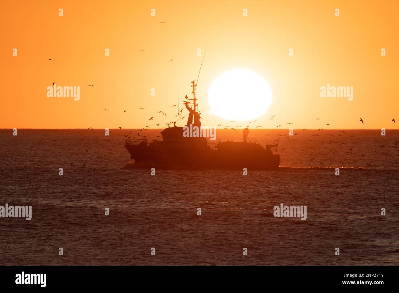 Vogelherde über Schiff auf See, Portugal Stockfoto