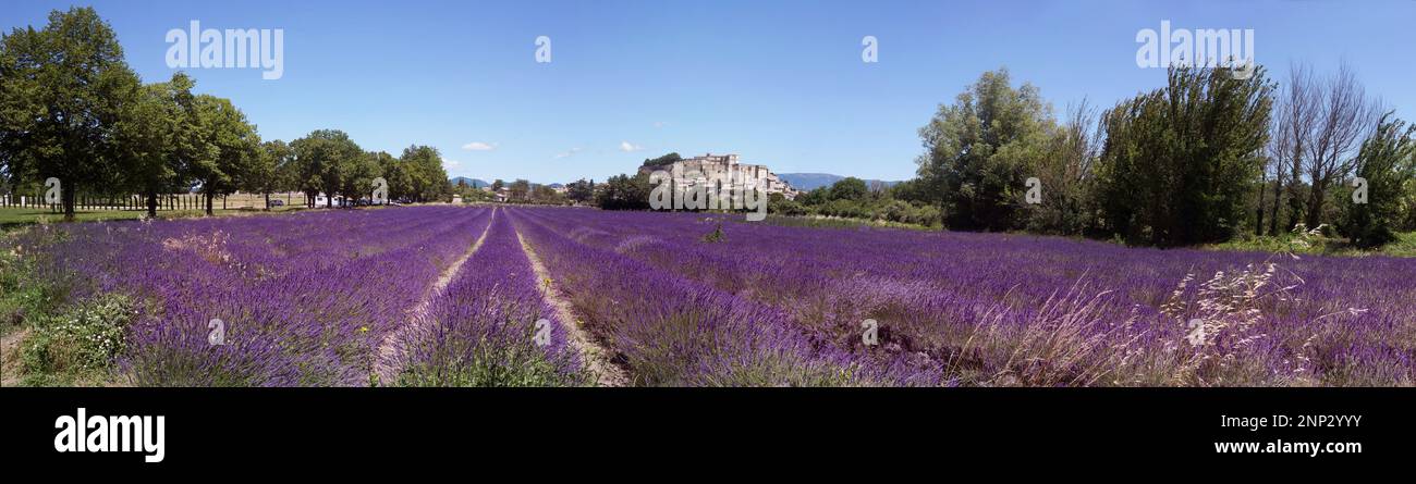 Lavendelfeld, Chateau de Grignan Rhones-Alpes, Frankreich Stockfoto