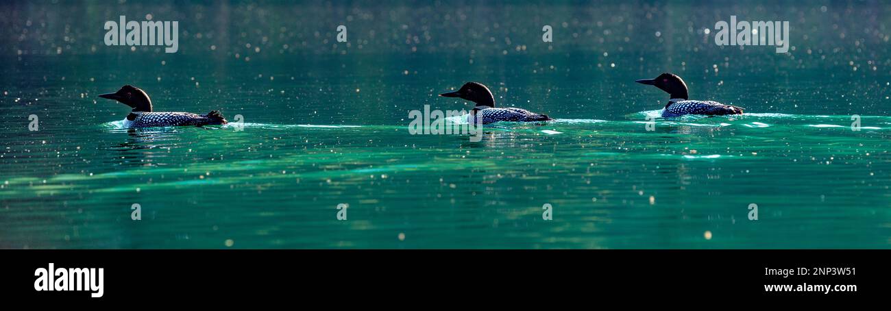 Common Loons am Whitetail Lake, British Columbia, Kanada Stockfoto