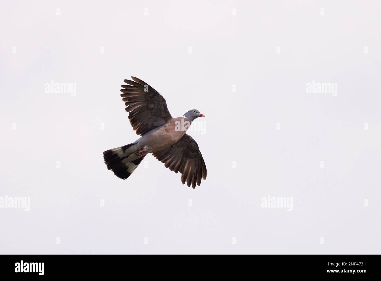 Wood Pigeon [ Columba palumbus ] fliegt gegen den klaren weißen Himmel Stockfoto