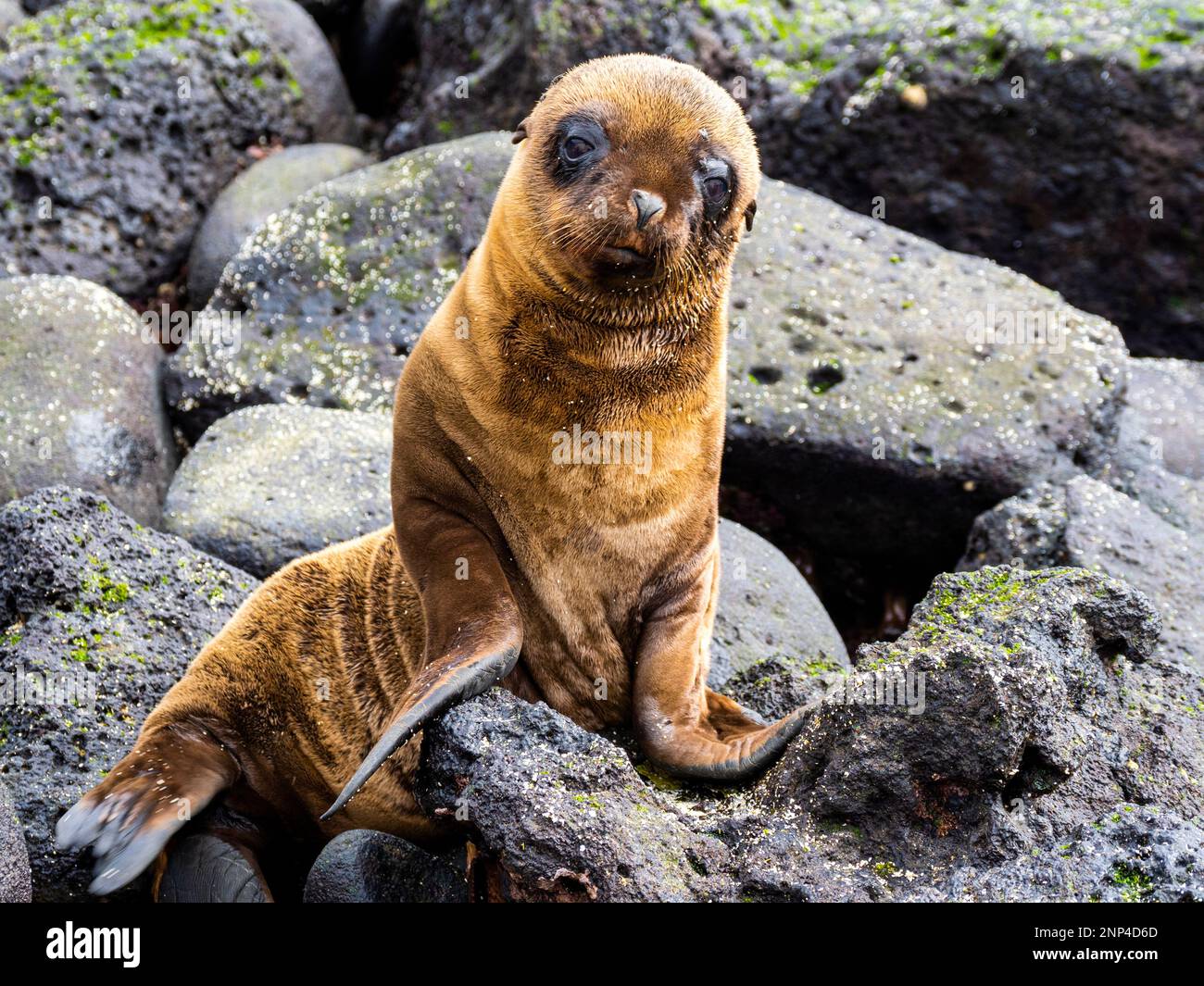 Junger Seelöwe, Santa Fe Island, Galapagos, Ecuador Stockfoto