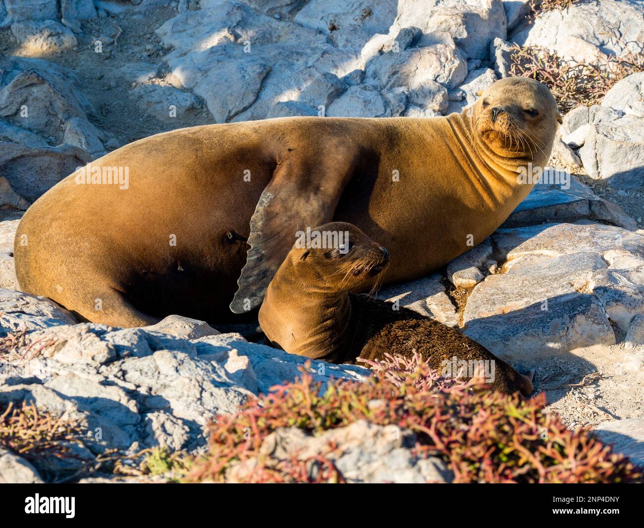 Seelöwenfamilie, South Plaza Island, Galapagos, Ecuador Stockfoto