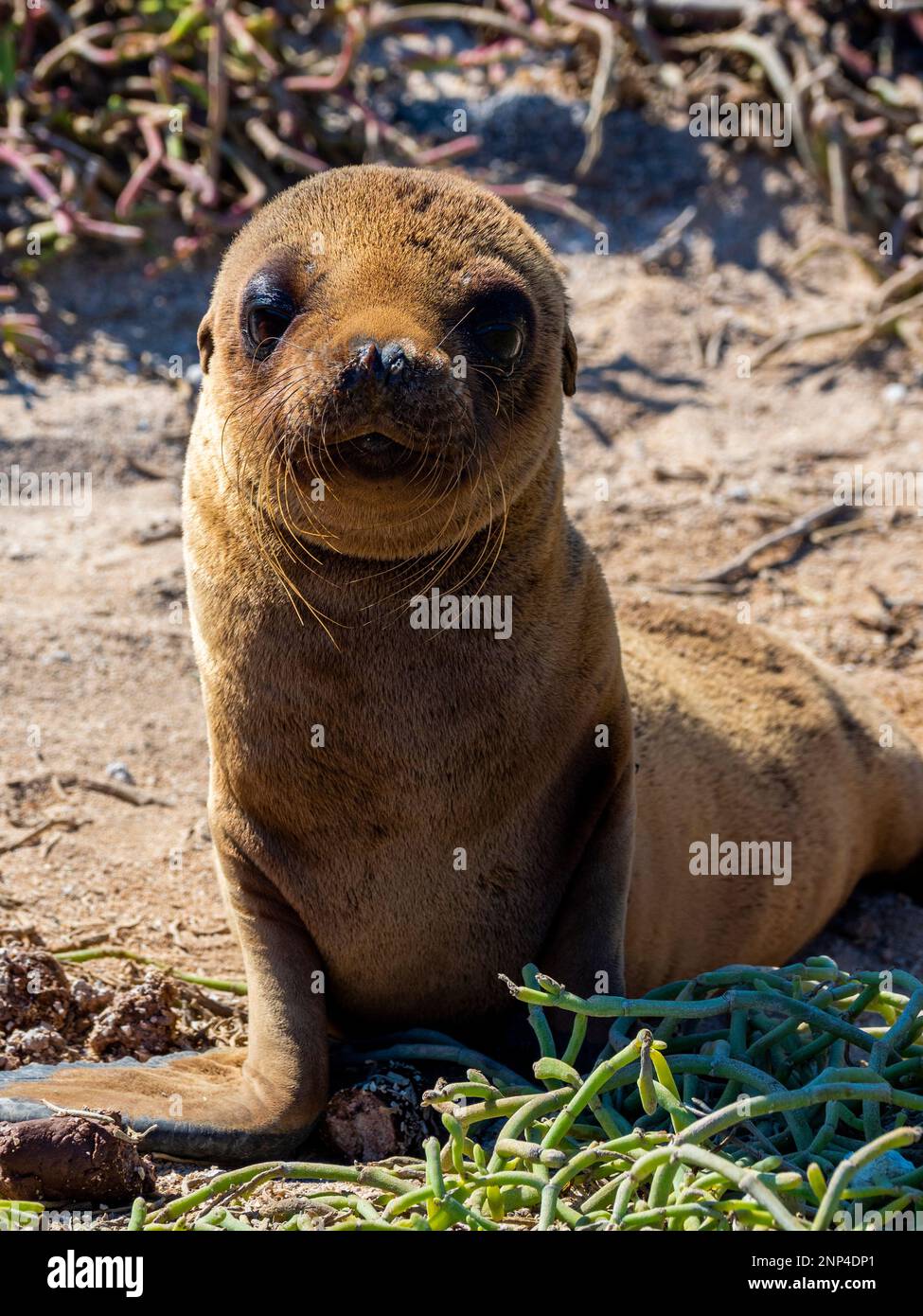 Porträt von süßem jungen Seelöwen, Chinesischer Hutinsel, Galapagos, Ecuador Stockfoto