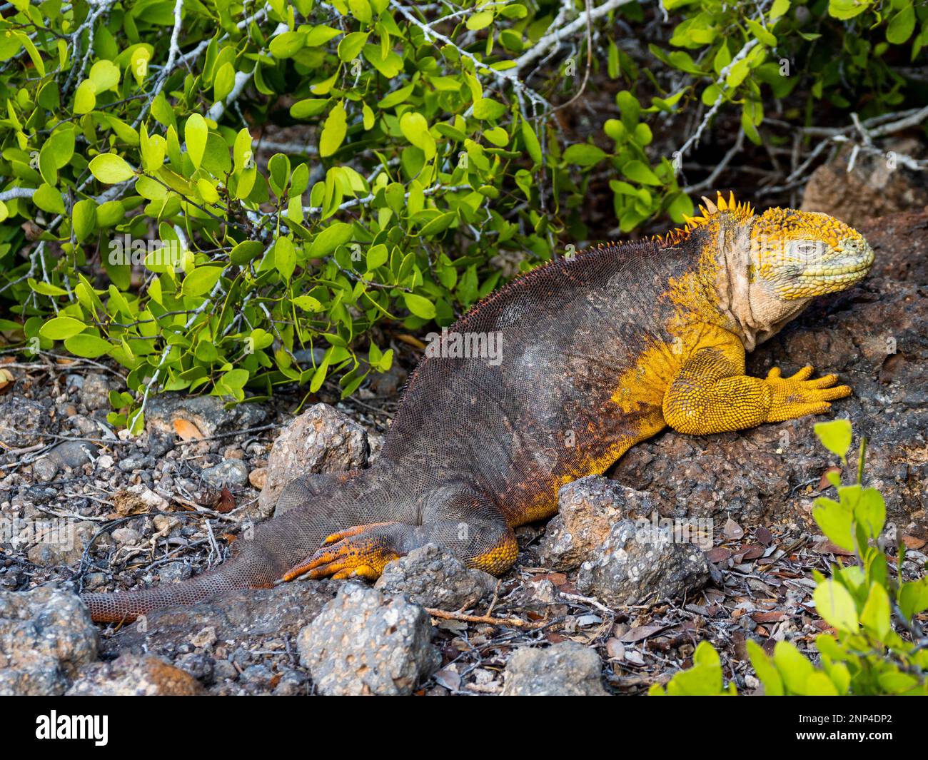 Land Iguana, South Plaza Island, Galapagos, Ecuador Stockfoto