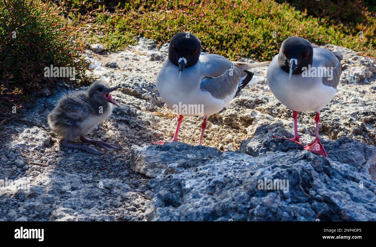 Schwalbenschwanz-Möwe-Familie, South Plaza Island, Galapagos, Ecuador Stockfoto