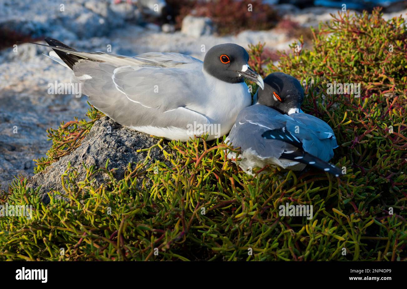 Ein Paar Möwen, South Plaza Island, Galapagos, Ecuador Stockfoto