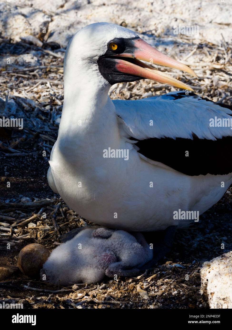 Nasca-Booby mit einer Woche altem Baby, Genovesa Island, Galapagos, Ecuador Stockfoto