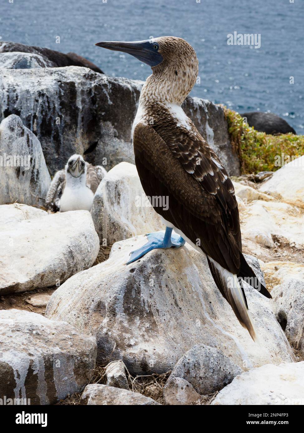 Blaufüßiger Booby, Espanola Island, Galapagos, Ecuador Stockfoto
