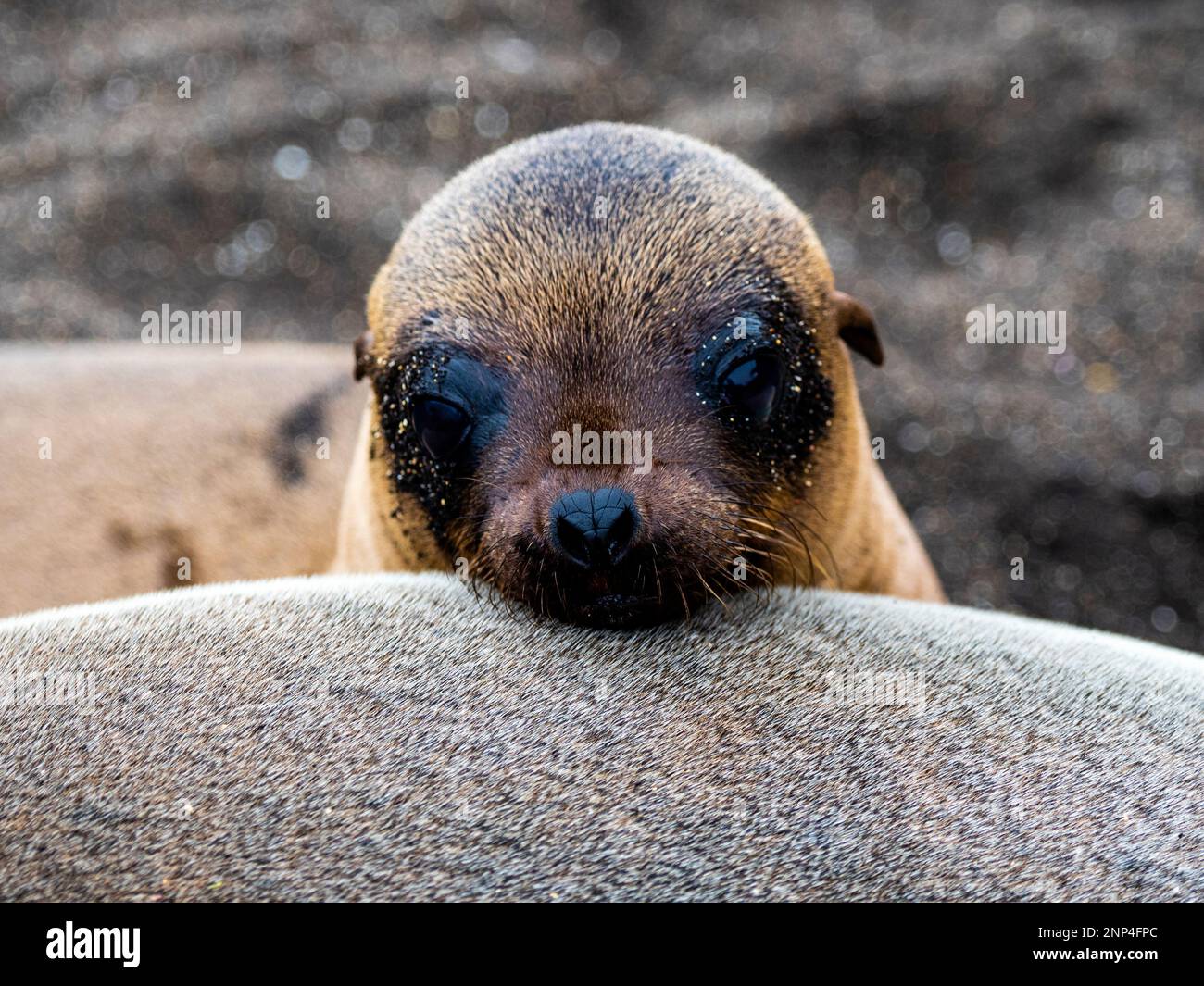 Porträt eines jungen Seelöwen am Strand von Saint James, Santiago Island, Galapagos, Ecuador Stockfoto