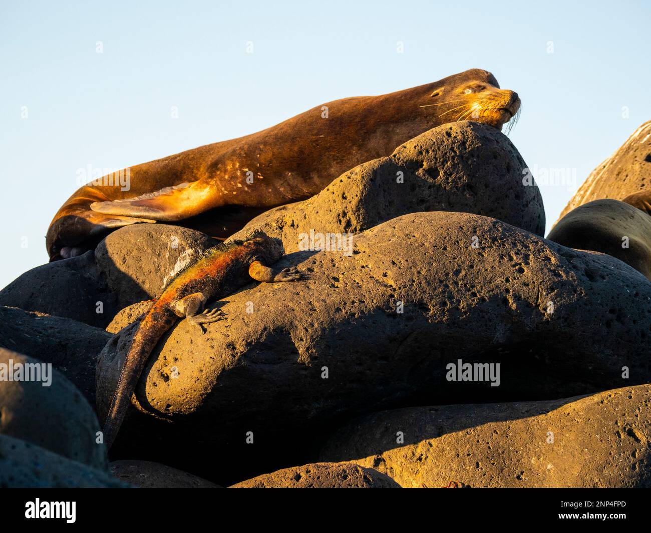 Seelöwen und Meerechsen teilen sich einen Felsen, Espanola Island, Galapagos, Ecuador Stockfoto