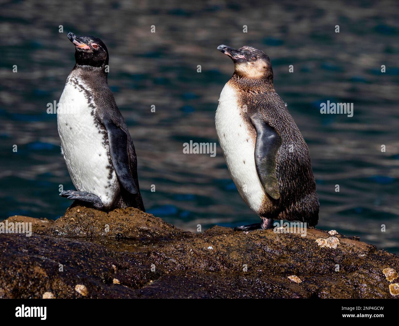 Pinguine in der Nähe von Punta Vicente Roca, Isabela Island, Galapagos, Ecuador Stockfoto