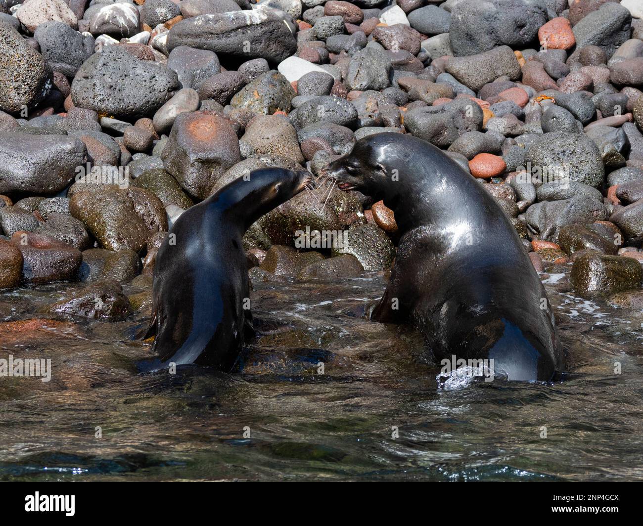 Seelöwen im Wasser in der Nähe von Punta Vincent Roca, Isabela Island, Galapagos, Ecuador Stockfoto