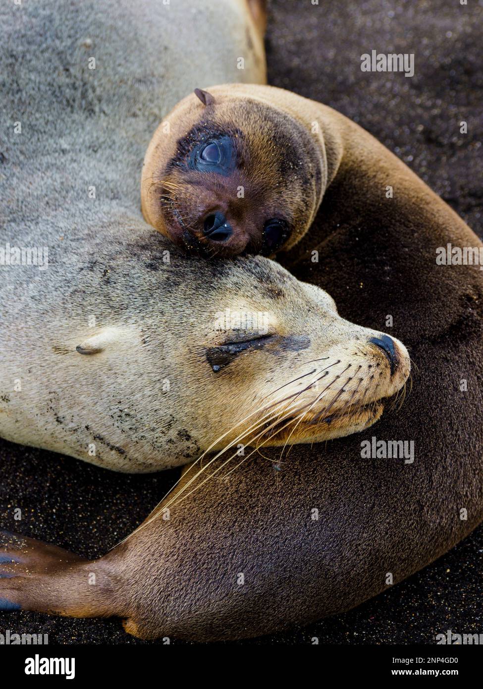 Mutter und junger Seelöwe in St. James Beach, Santiago Island, Galapagos, Ecuador Stockfoto