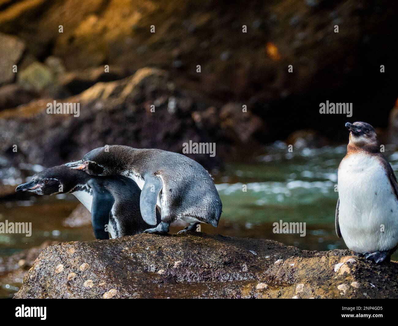 Pinguine auf Felsen, in der Nähe von Puenta Morena, Isabela Island, Galapagos, Ecuador Stockfoto