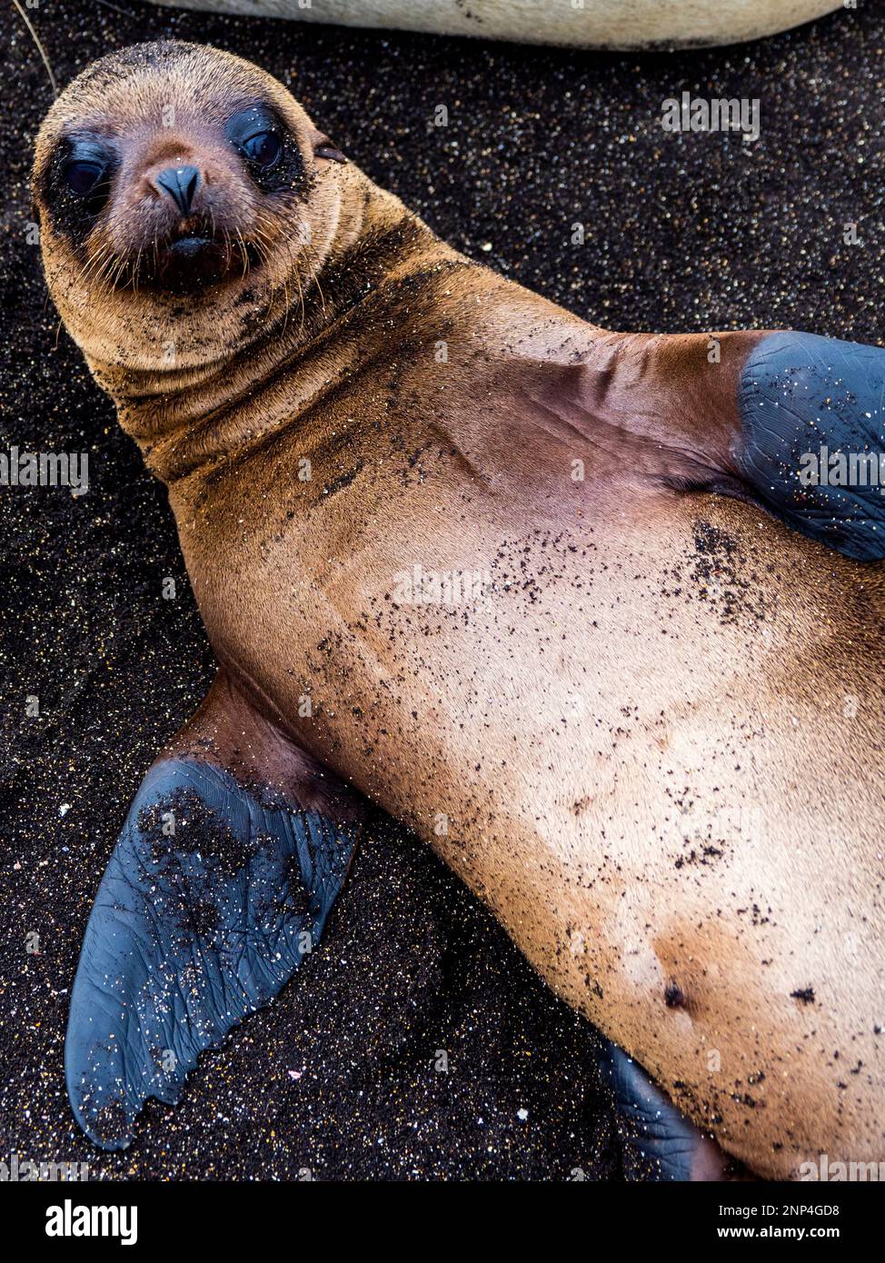 Porträt eines jungen Seelöwen am Strand von Saint James, Santiago Island, Galapagos, Ecuador Stockfoto