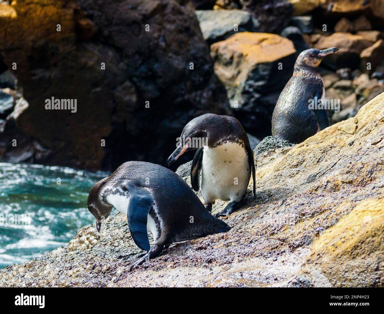Pinguine auf Felsen, in der Nähe von Puenta Morena, Isabela Island, Galapagos, Ecuador Stockfoto
