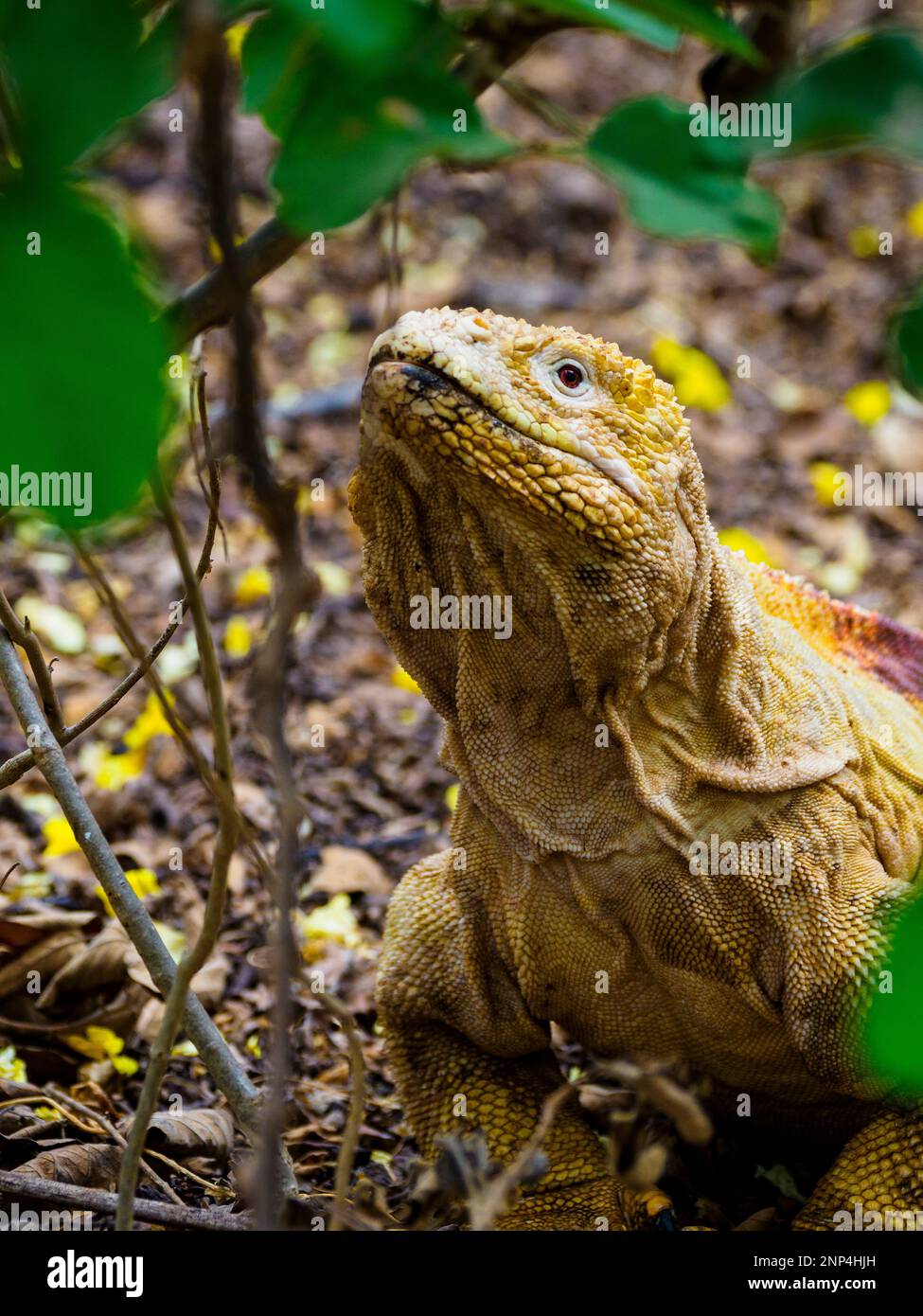 Land-Iguana, Punta Espinosa, Fernandina Island, Galapagos, Ecuador Stockfoto