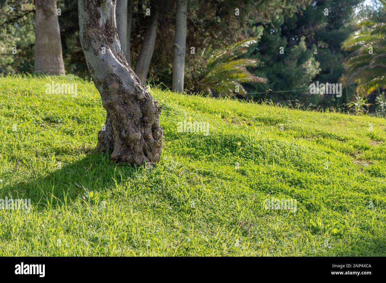 Baumstamm, üppiges Laub im Wald auf grünem Gras. Frische Flora, Wiese, natürliche Vegetation, sonniger Wintertag. Griechische Landschaft. Stockfoto