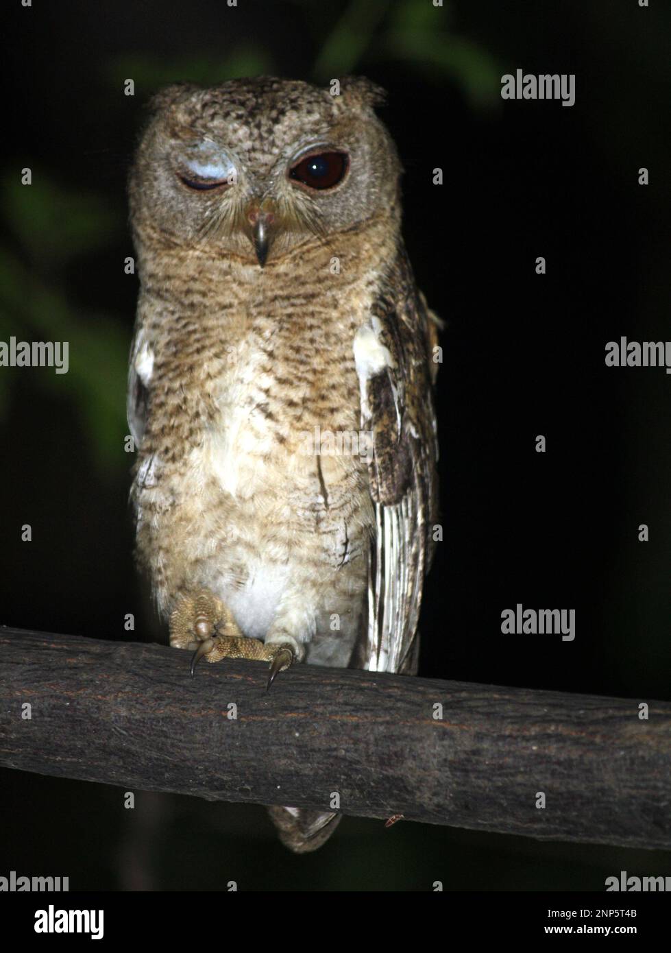 Indianereule (Otus bakkamoena) hoch oben auf einem Ast mitten in der Nacht : (Pix Sanjiv Shukla) Stockfoto