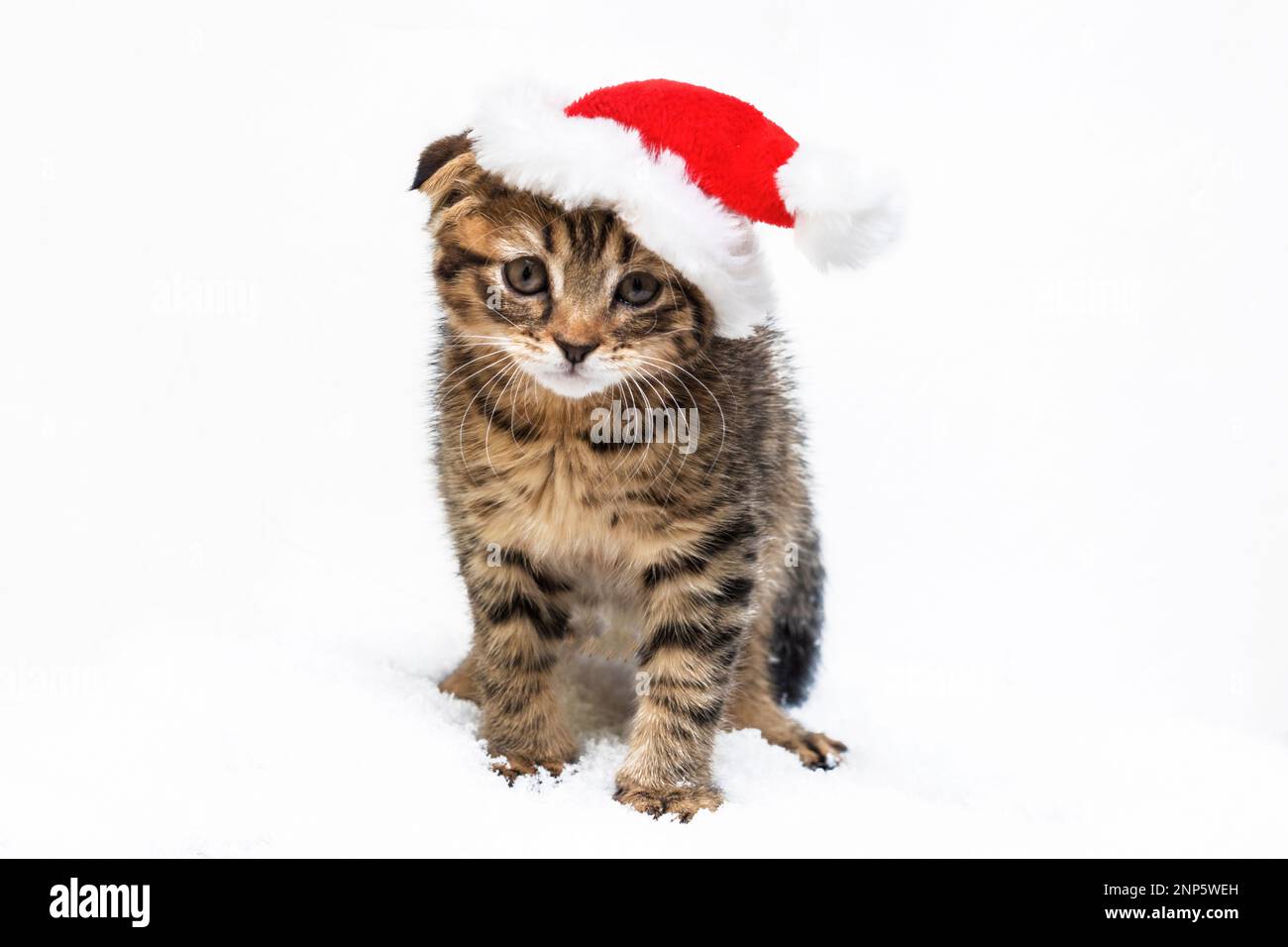Ein kleines Kätzchen sitzt in einem Weihnachtsmann-Hut im Schnee. Weihnachtskonzept und Neujahrskonzept. Weihnachtstiere. Speicherplatz kopieren Stockfoto