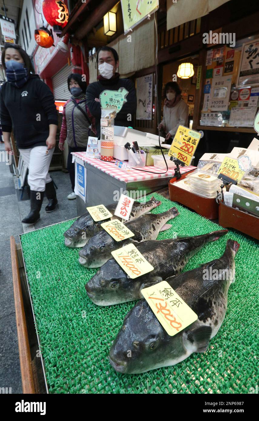 A photo shows puffer (blowfish / swellfish / globefish) which the demand for eating out is declining and the price is falling amid continuing worries over the new coronavirus COVID-19 in Osaka on December 14, 2020. ( The Yomiuri Shimbun via AP Images ) Stockfoto
